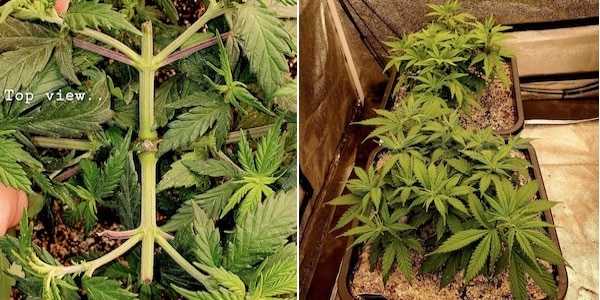 grow tagebuch white domina