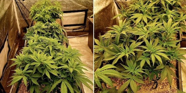 grow tagebuch white domina