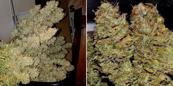 grow tagebuch white domina