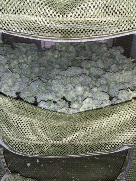 grow tagebuch silver widow