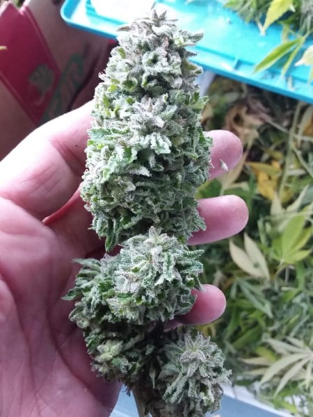 grow tagebuch silver widow