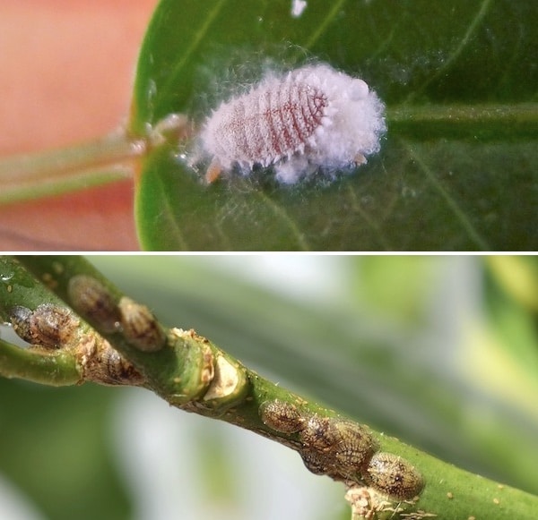 cochineal