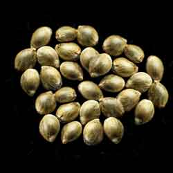 Cannabis-samen: Moby Dick, 25 Seed