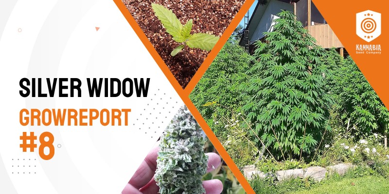 Grow Tagebuch – Silver Widow