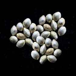 Marijuana seeds: Runtz Auto, 25 Seed