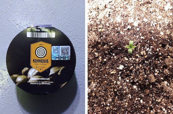grow tagebuch silver widow