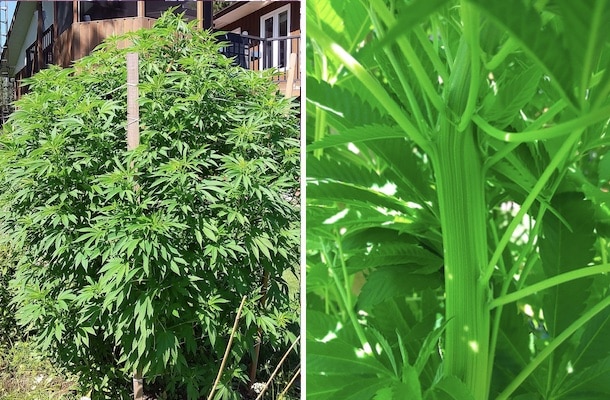 grow tagebuch silver widow