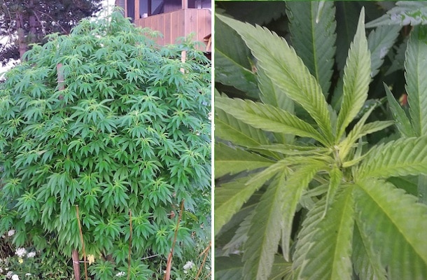 grow tagebuch silver widow