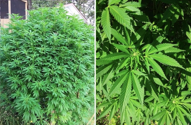 grow tagebuch silver widow