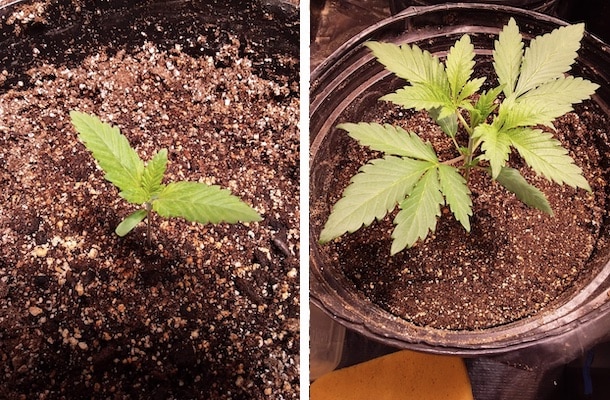 grow tagebuch silver widow