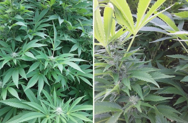 grow tagebuch silver widow
