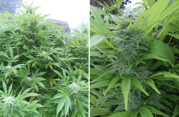 grow tagebuch silver widow