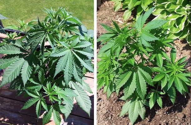 grow tagebuch silver widow