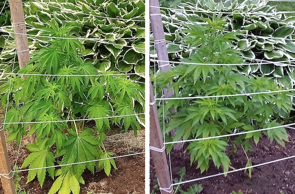 grow tagebuch silver widow