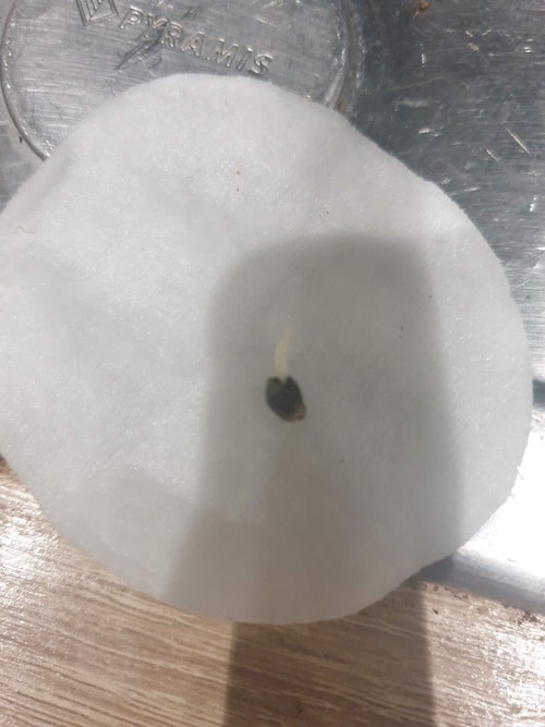 grow tagebuch cbdv auto