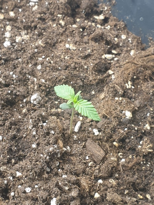 grow tagebuch cbdv auto