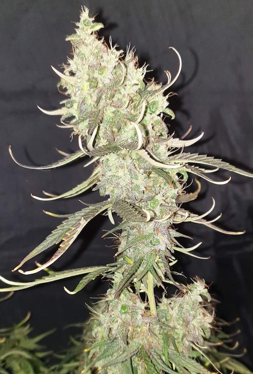 grow tagebuch cbdv auto