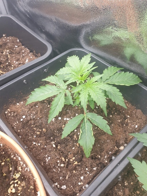 grow tagebuch cbdv auto