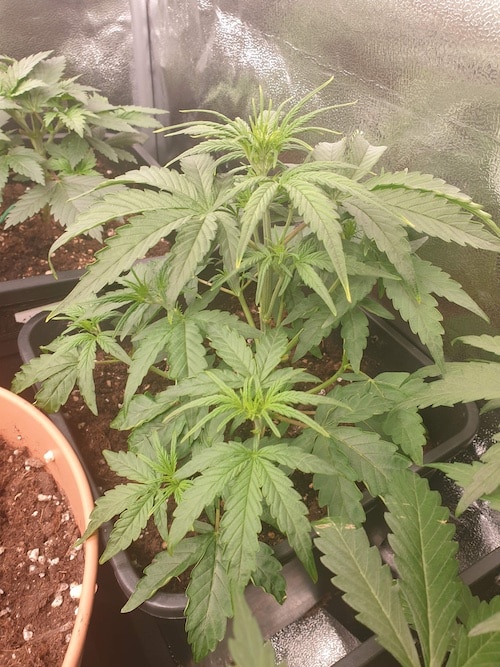 grow tagebuch cbdv auto