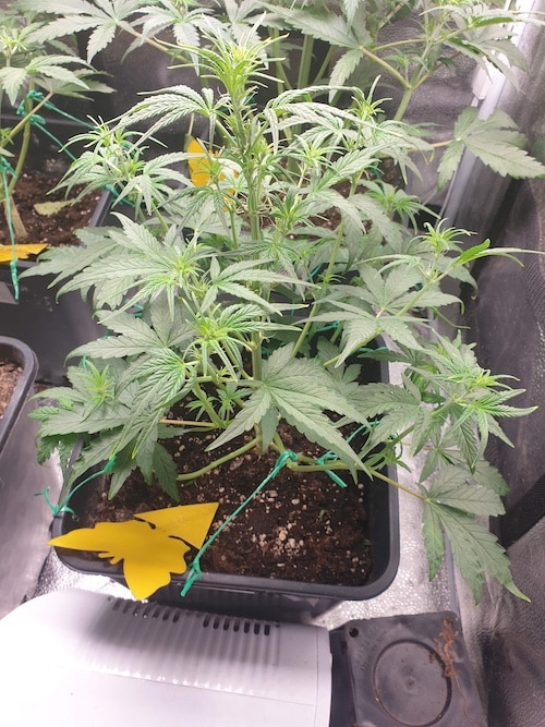 grow tagebuch cbdv auto