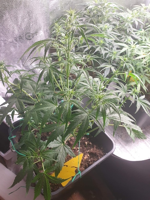 grow tagebuch cbdv auto