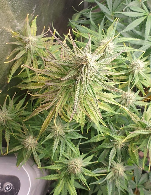 grow tagebuch cbdv auto
