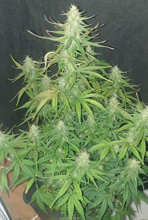 grow tagebuch cbdv auto