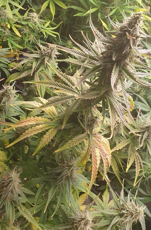 grow tagebuch cbdv auto