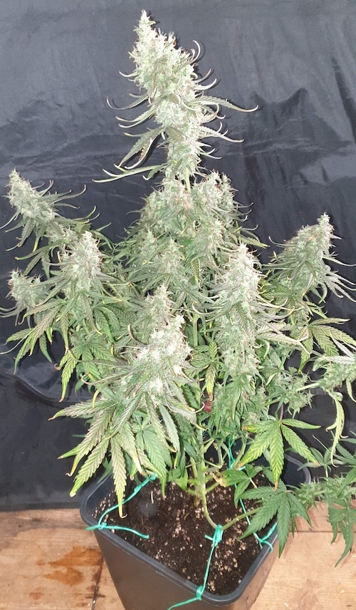 grow tagebuch cbdv auto