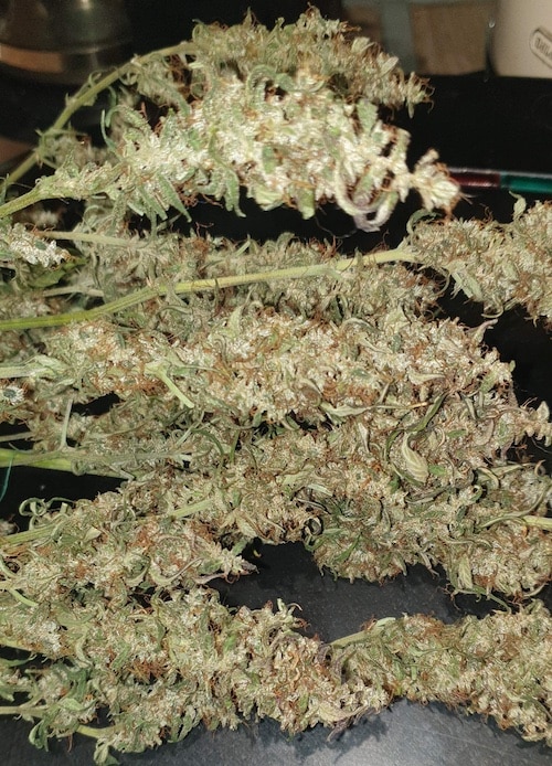 grow tagebuch cbdv auto