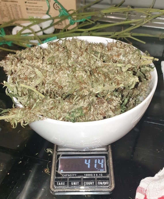 grow tagebuch cbdv auto