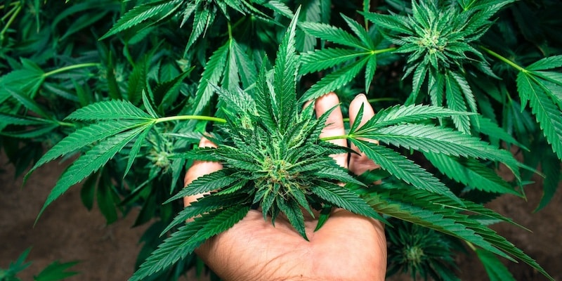 cannabis red stems