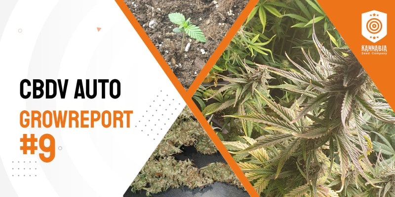 Grow Tagebuch – CBDV Auto