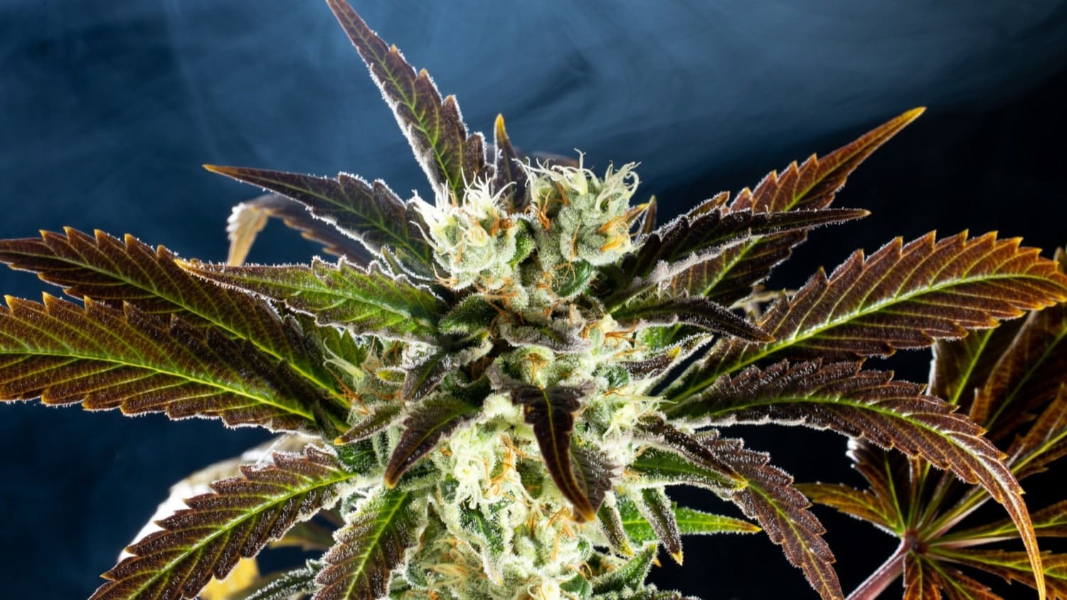 Marijuana seeds - Feminized: Amnesi-K Haze (2)