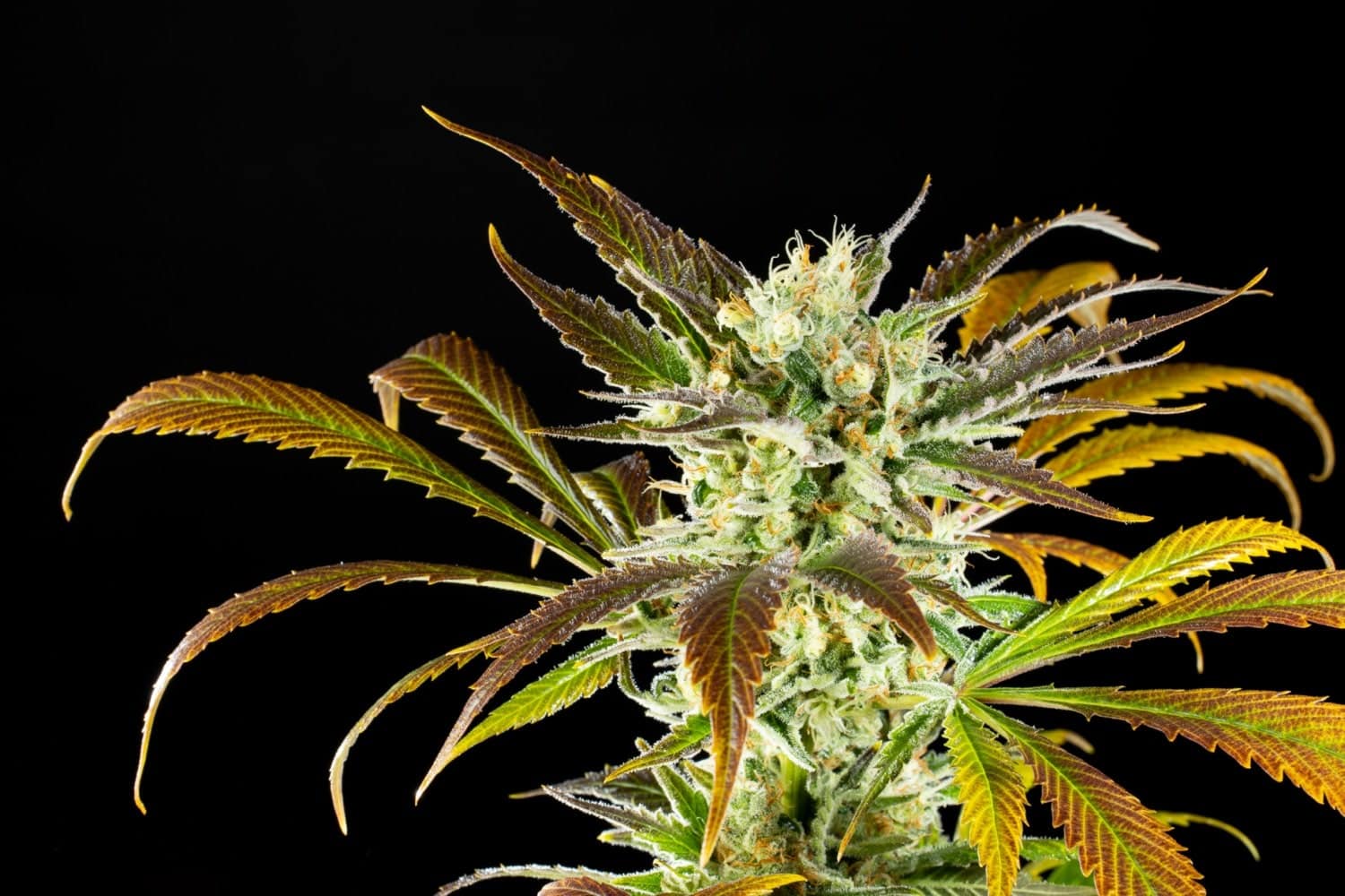 Marijuana seeds - Feminized: Amnesi-K Haze (1)