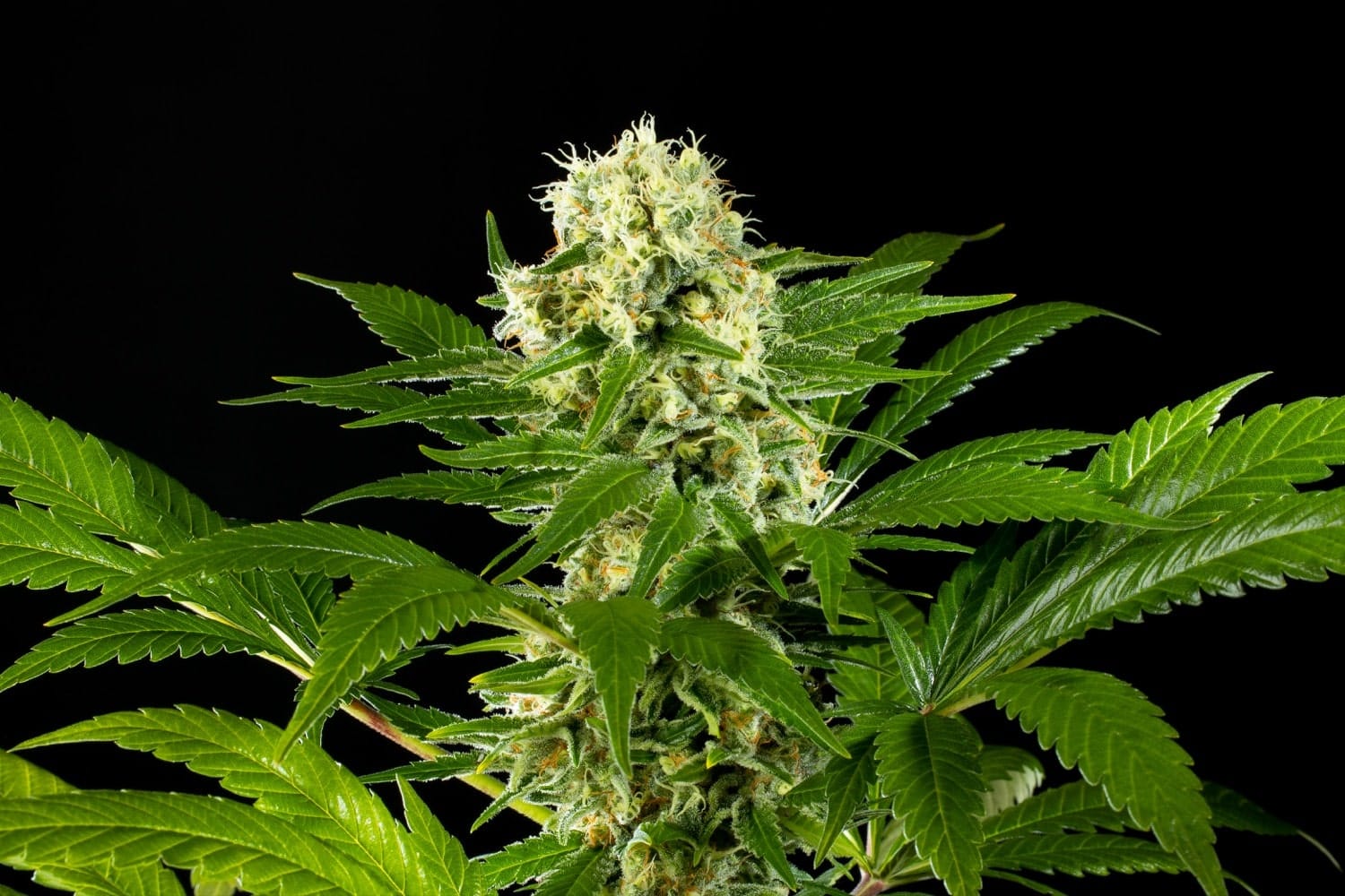 Marijuana seeds - Feminized: Amnesi-K Haze (3)