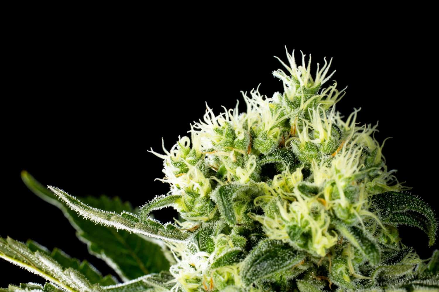 Marijuana seeds - Feminized: Amnesi-K Haze (5)