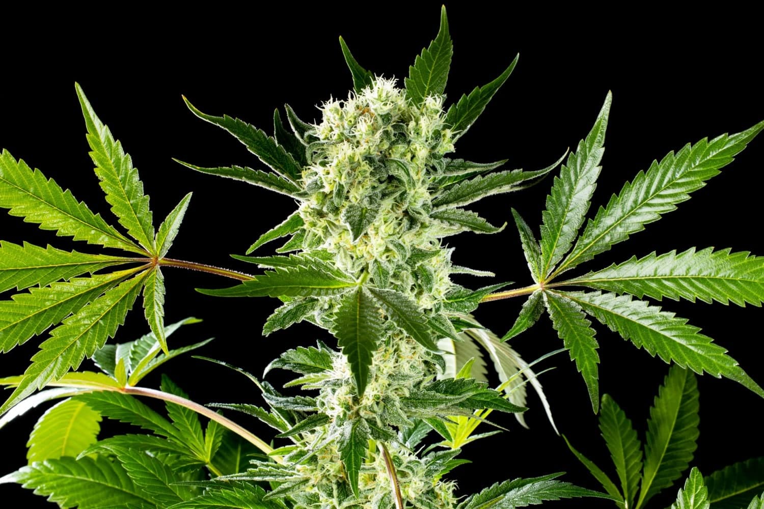 Marijuana seeds - Feminized: Amnesi-K Haze (4)