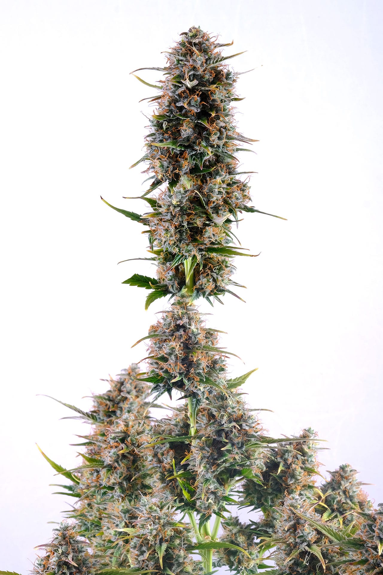Semi di cannabis - Femminizzate: Amnesi-K Haze (2)