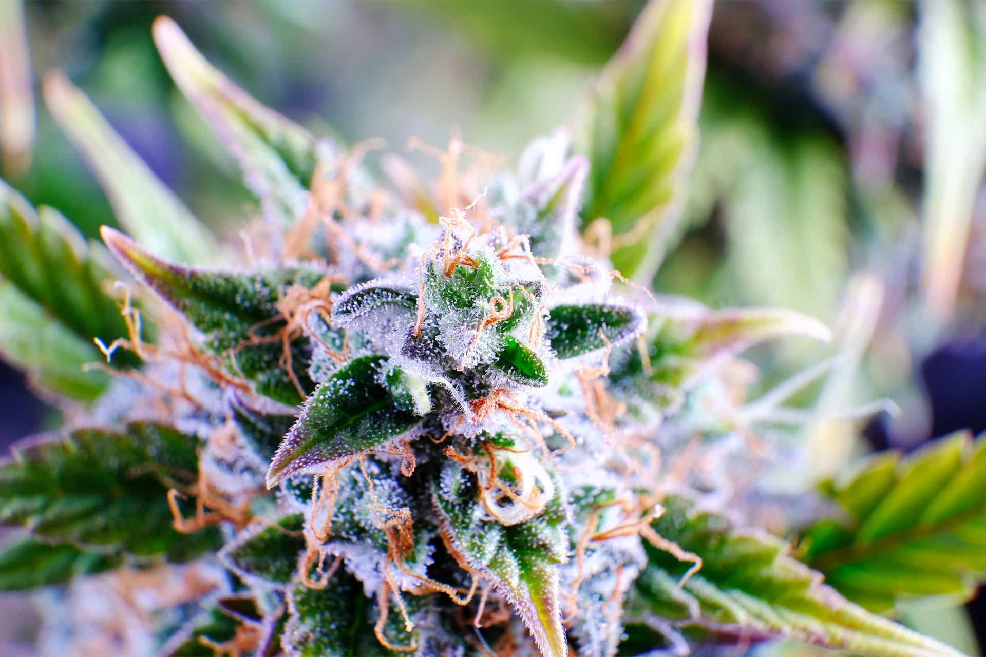 Semi di cannabis - Femminizzate: Amnesi-K Haze (3)