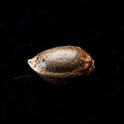 Marijuana seeds: Candy Cream Go Fast, 1 Seed
