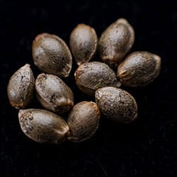 Marijuana seeds: Candy Cream Go Fast, 10+3 Seed