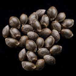 Marijuana seeds: Candy Cream Go Fast,  25 Seed