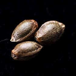 Marijuana seeds: Candy Cream Go Fast, 3+1 Seed