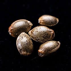 Marijuana seeds: Candy Cream Go Fast, 5+2 Seed