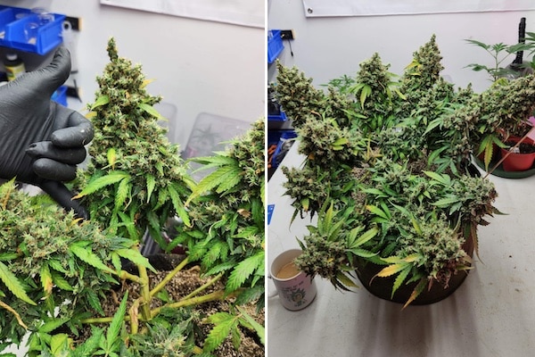 grow tagebuch break-up cake auto