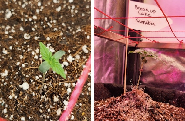 grow tagebuch break-up cake auto