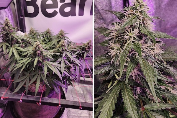 grow tagebuch break-up cake auto