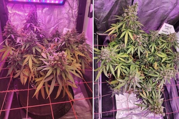 grow tagebuch break-up cake auto