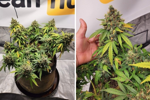 grow tagebuch break-up cake auto